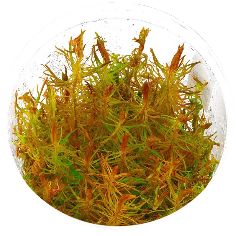 Rotala Vietnam - Екологічна рослина