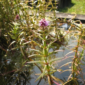 Pogostemon Yatabeanus в малка чашка