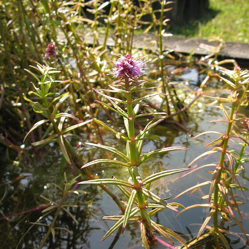 Pogostemon Yatabeanus en vaso in vitro