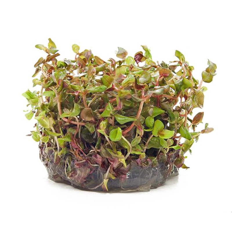 Растение Rotala Macandra - кубик 6 см