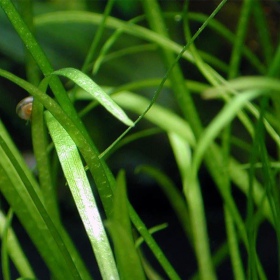 Echinodorus Telenllus plante i liten kopp