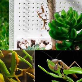 Repti-Zoo Mantis Box L - terrarium akrylowe dla modliszek