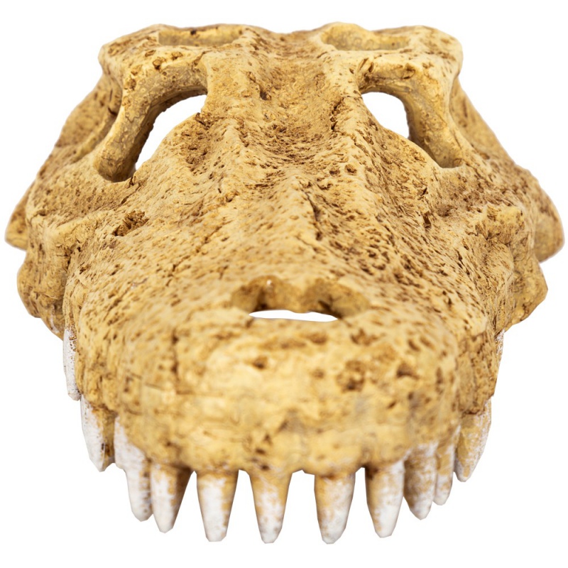 Repti-Zoo Crocodile Skull M - czaszka krokodyla