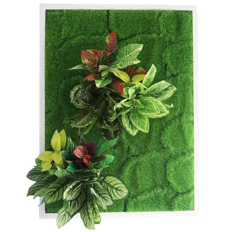 Bello Plant - Flame Green, XL rostlina