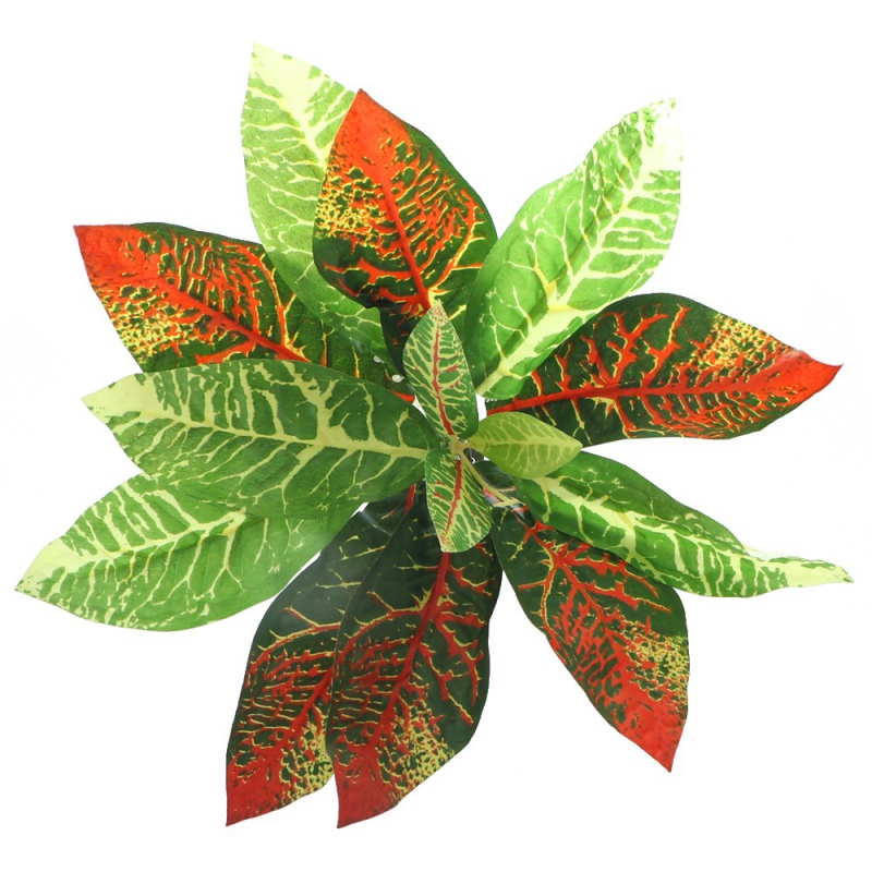 Bello Plant - Flame GreenPlant - XL растение