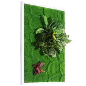 Bello Plant - Calathea Multi em ambiente decorativo