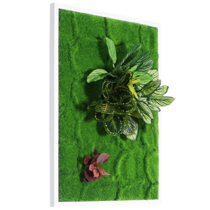 Bello Plant - Calathea Multi em ambiente decorativo