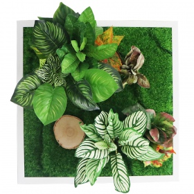 Bello Plant - Calathea Multi em ambiente decorativo