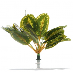 Bello Plant - Calathea Multi