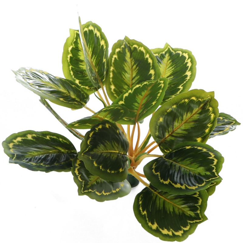 Calathea Multi - XXL-växt för 3D-bilder