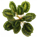 Bello Plant - Calathea Multi - plante XXL pour images 3D