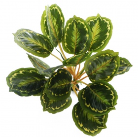 Bello Plant - Calathea Multi