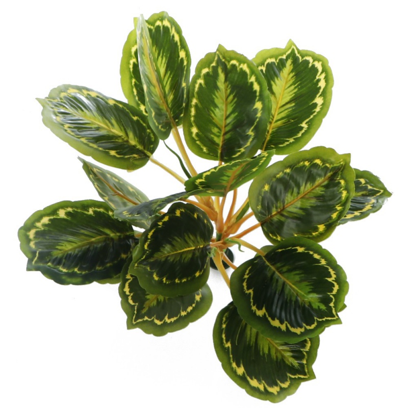 Bello Plant - Calathea Multi em ambiente decorativo