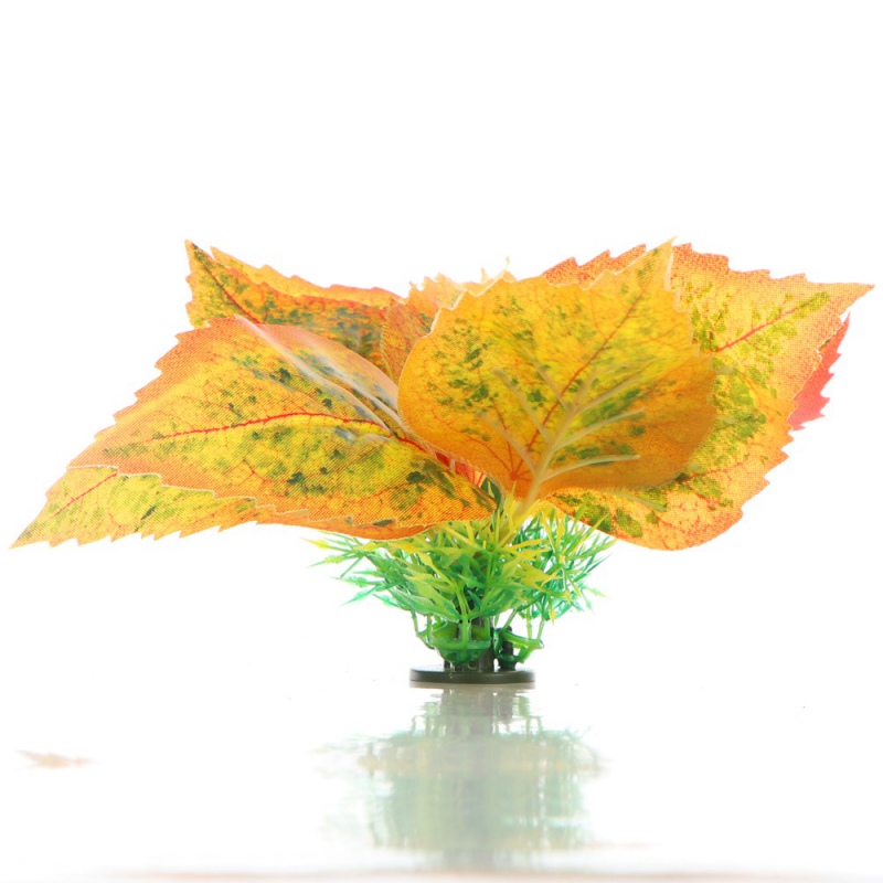 Planta Abedul dorado de otoño para Jardín 3D