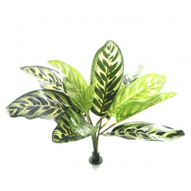 Bello Plant - Fishbone - XL plant