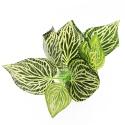 Bello Plant - Crescimento Excessivo de Randy Green - planta M para imagens 3D