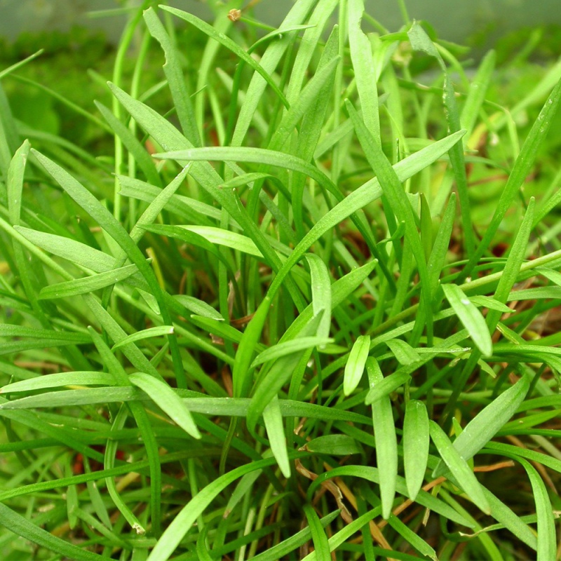 Eco Plant - Heteranthera Zosterifolia puodelis