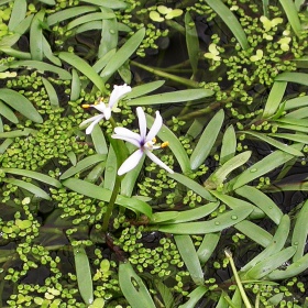 Eco Plant - Heteranthera Zosterifolia puodelis