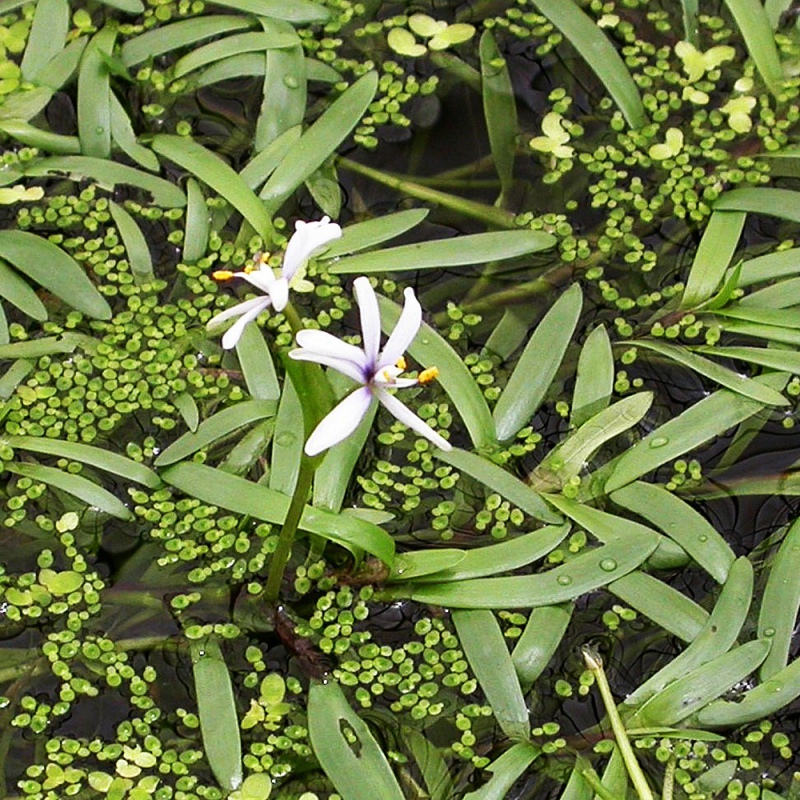 Eco Plant - heteranthera zosterifolia mini pohár