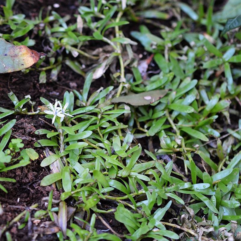 Eco Plant - Heteranthera Zosterifolia puodelis