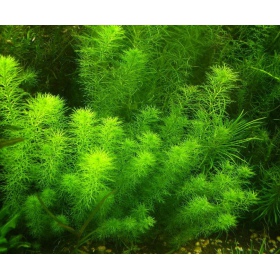 Myriophyllum Guyana növény mini csésze