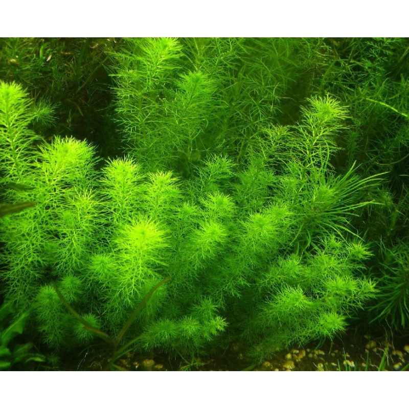 Myriophyllum Guyana i mini kopp