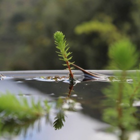 Myriophyllum Guyana v mini hrnku