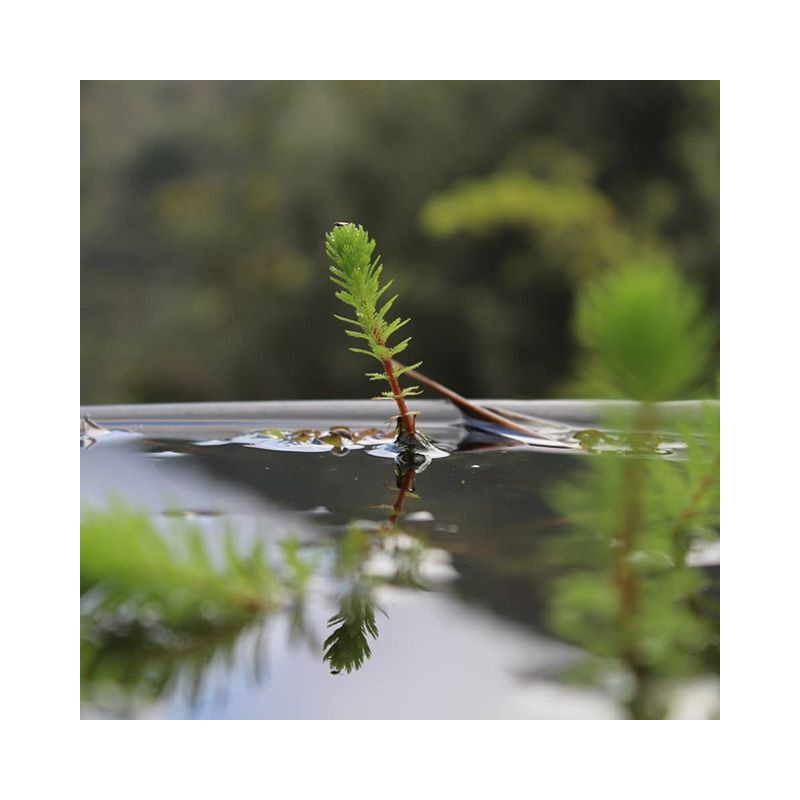 Myriophyllum Guyana Mini Puodelyje