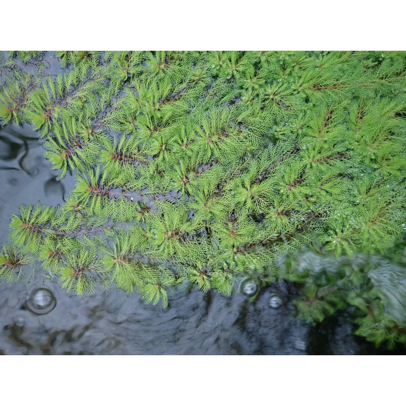 Myriophyllum Guyana en taza