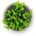 Eco Plant - augu invitro mini krūze - myriophyllum guyana