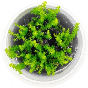 Myriophyllum Guyana növény mini csésze