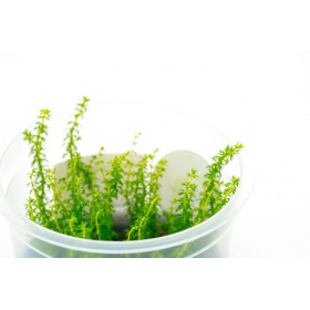 Myriophyllum Guyana en taza