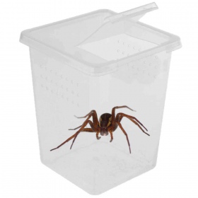 Terrario Insectenbox Hoog 9x9x11cm