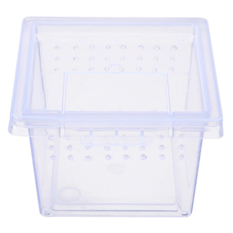 Terrario Insect Box Mini per insetti