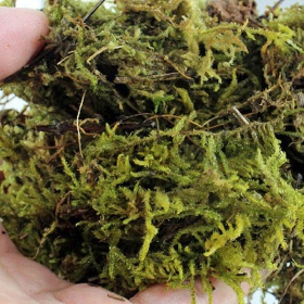 Repti-Zoo Chile's Sphagnum moss - mech torowiec 4,5l