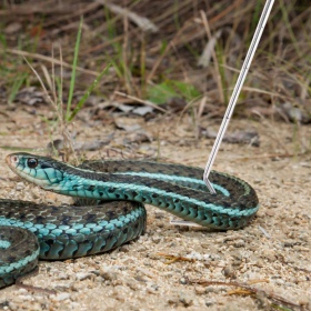 Repti-Zoo RVS Slangenhaak in gebruik