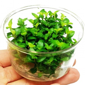 In-vitro plant Staurogyne Repens