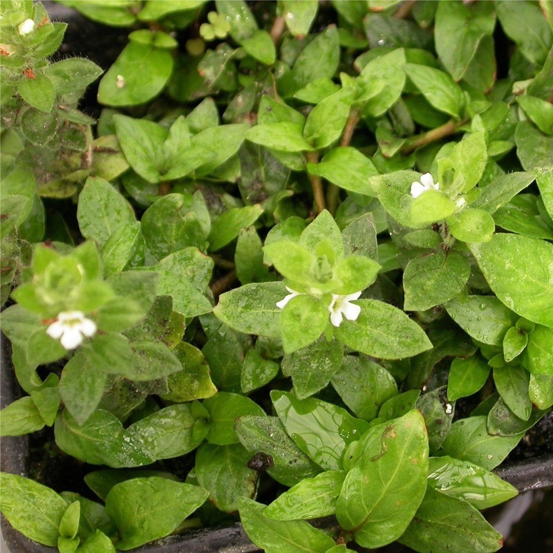 Staurogyne Repens - Растение инвитро мини кубок