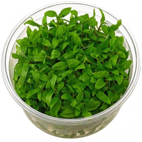 In-vitro plant Staurogyne Repens