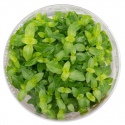 In vitro plant mini cup - Staurogyne repens