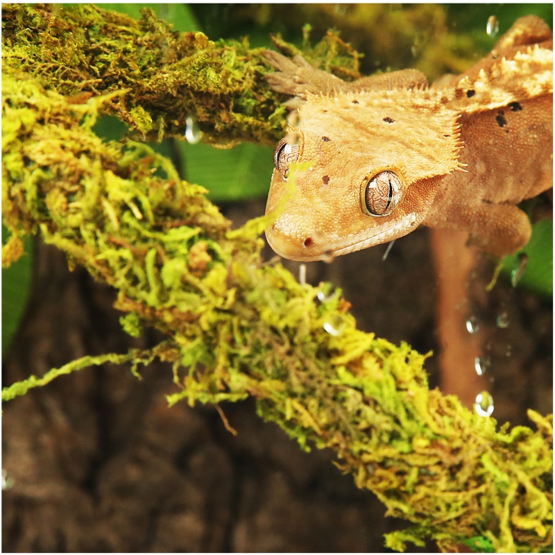 Repti-Zoo Liana su natūraliomis samandomis