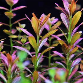 Rotala Yao Yai in vitro plant