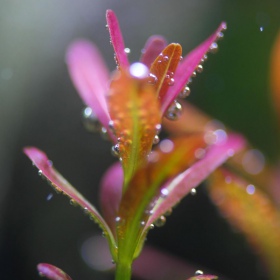 Rotala Yao Yai in vitro plant