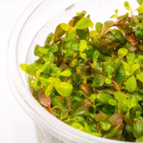 Rotala Yao Yai in vitro plant