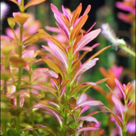 Eco Plant - Rotala Yao Yai kis pohárban