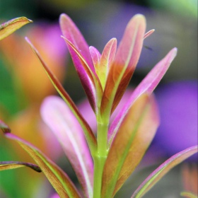 Rotala Yao Yai in vitro plant