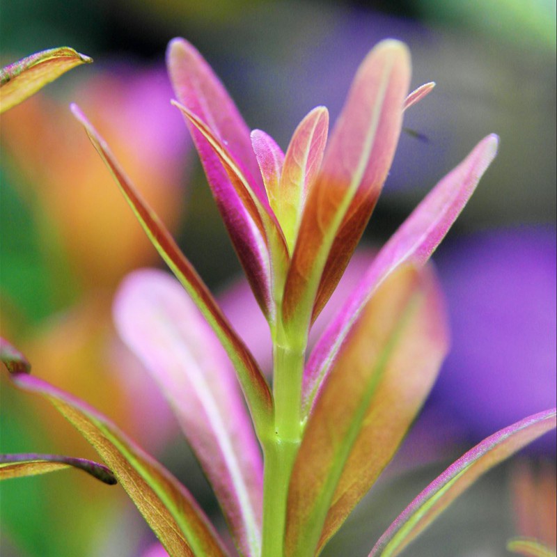 Rotala Yao Yai - Eco Plant