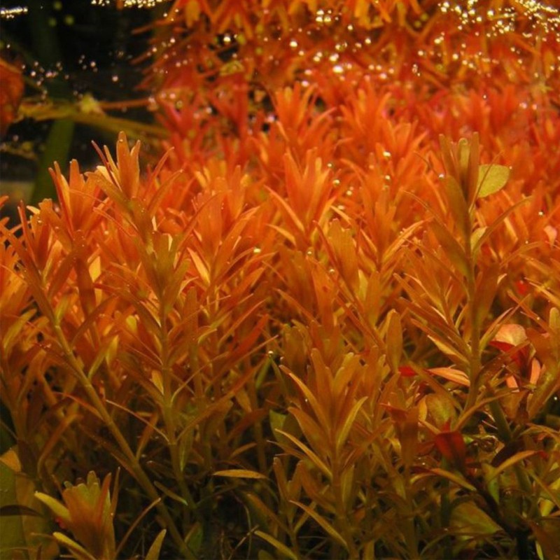 Rotala Rotundifolia RED in kleine pot