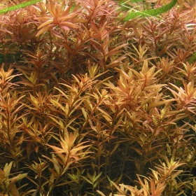 Augalas Rotala Rotundifolia RED