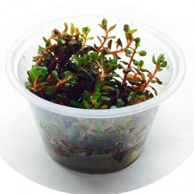 Rotala Rotundifolia RED in kleine pot